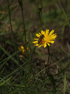 Taraxacum japonicum Koidz. resmi