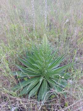 Image of Echium boissieri Steudel