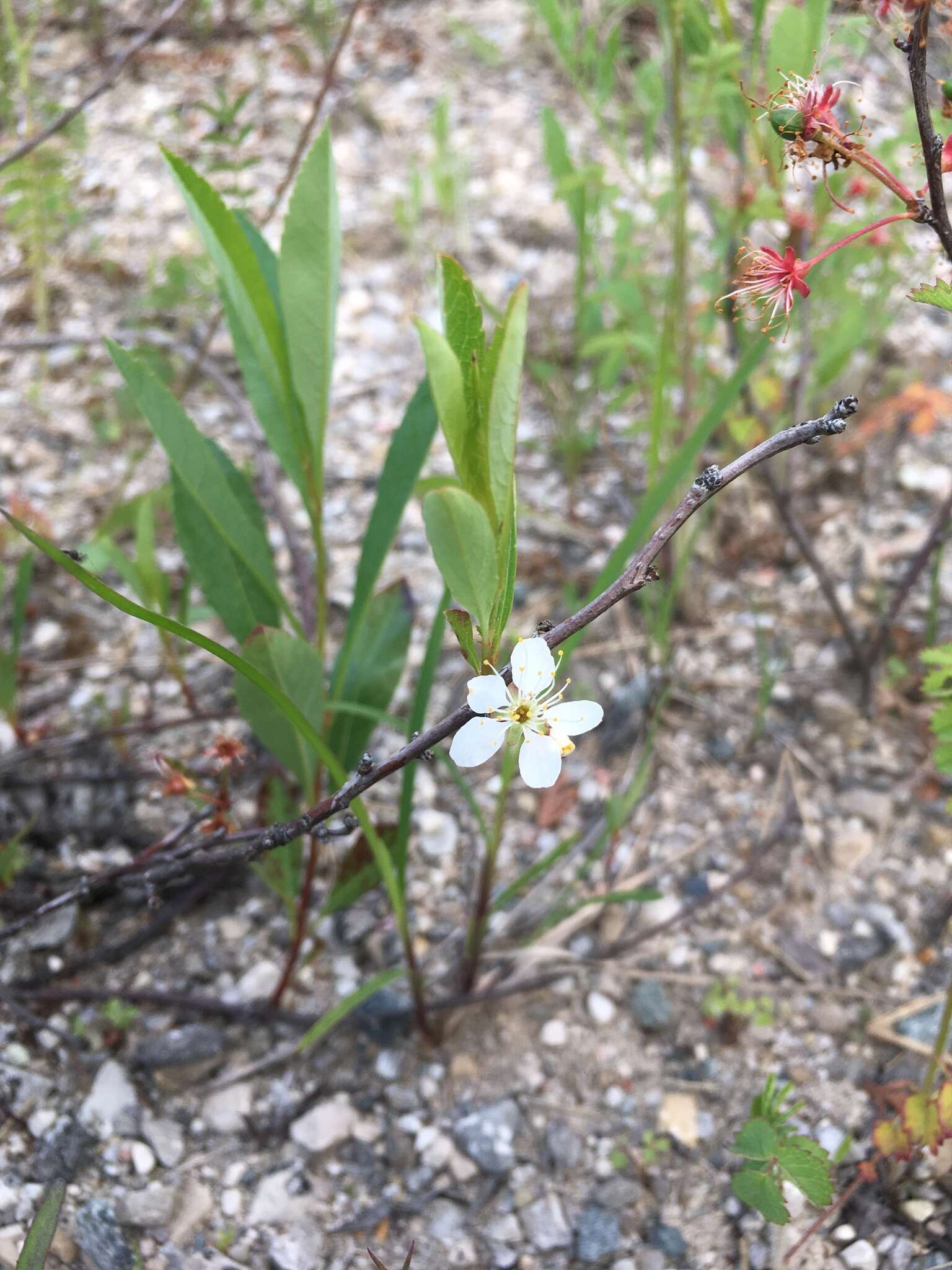 Image of Great Lakes sandcherry