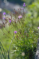 Lactuca perennis L. resmi