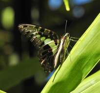 Слика од Graphium macfarlanei (Butler 1877)