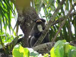 Image of De Brazza's Guenon