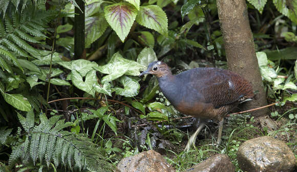 Image of Yellow-legged Tinamou