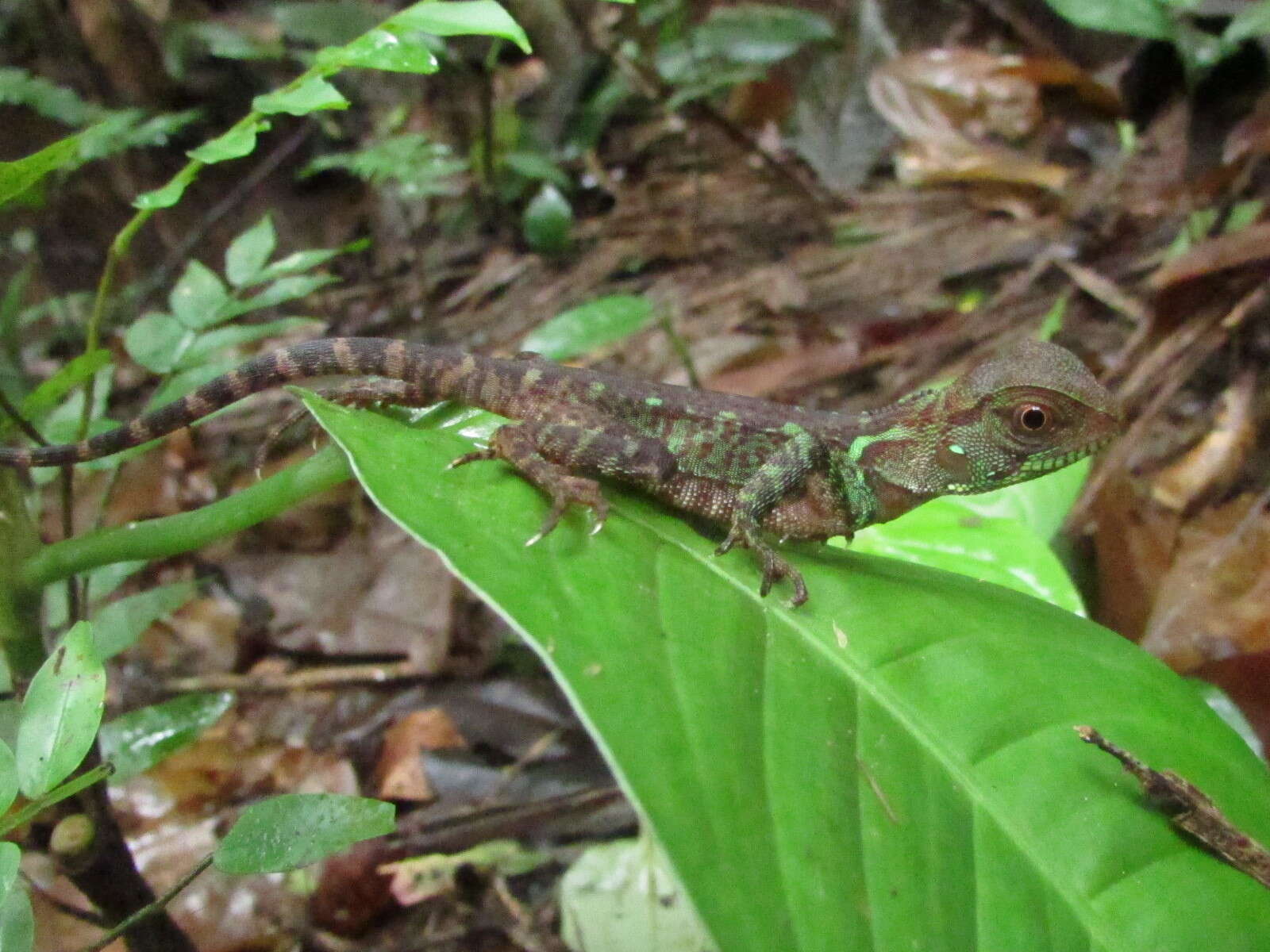 Image of Broad-headed woodlizard