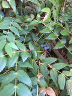 Image of Cascade Oregon-Grape