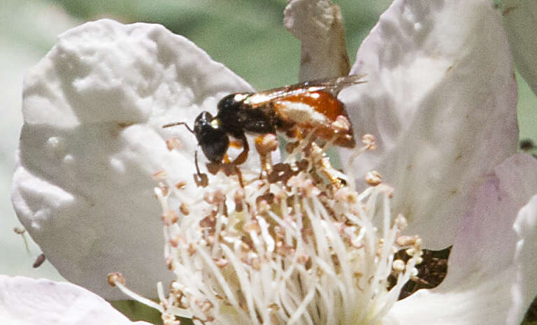 Image of Exoneura bicolor Smith 1854