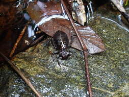 Image of Heliogomphus scorpio (Ris 1912)