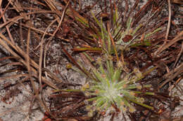 Image of Drosera petiolaris R. Br. ex DC.