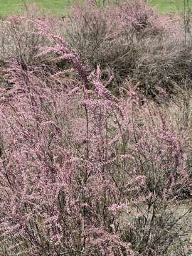 Image of smallflower tamarisk