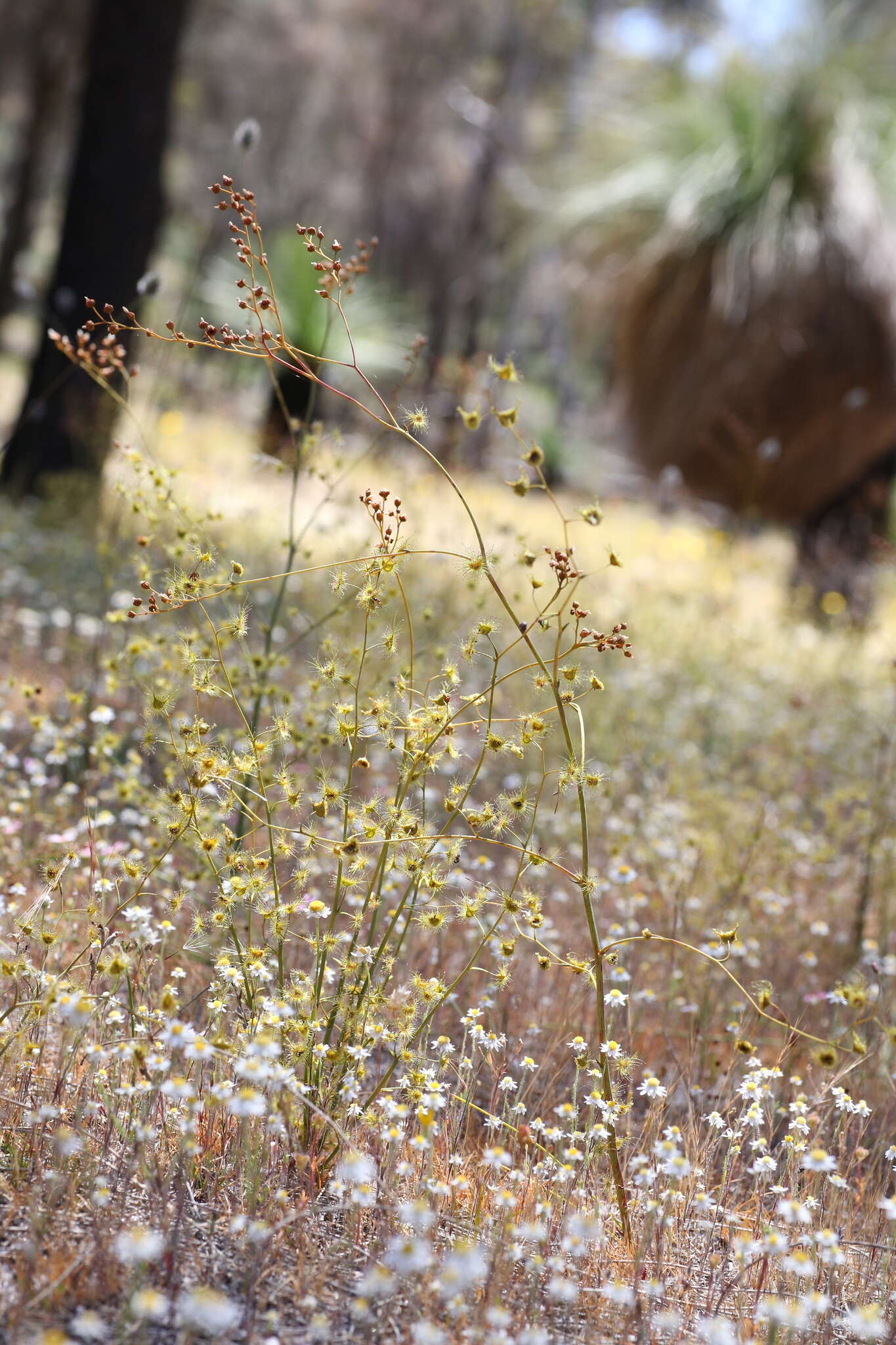 Image of Drosera gigantea Lindl.