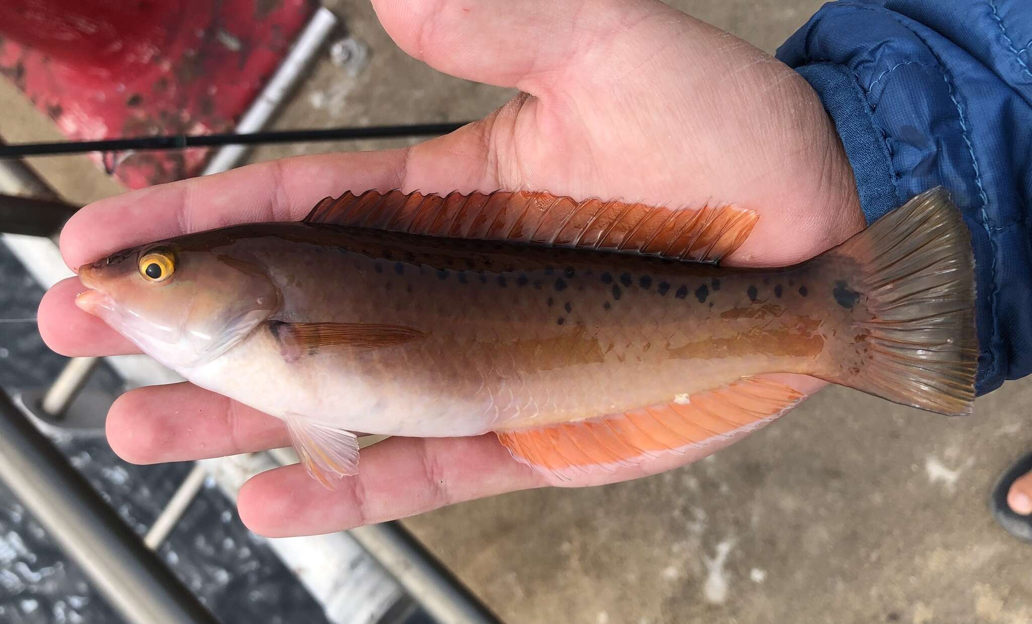 Image of Rock wrasse