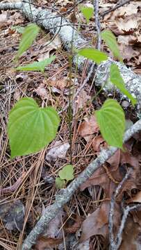 Слика од Dioscorea villosa L.