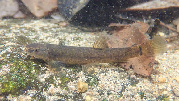 Image of Flat-headed loach