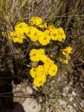 Image of Helianthemum viscidulum Boiss.