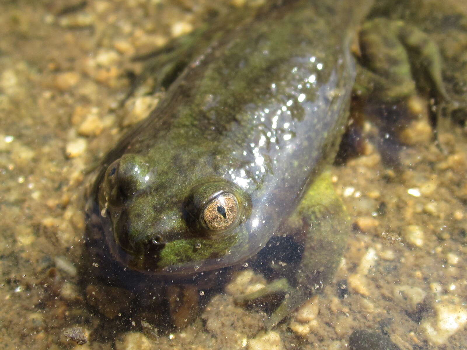 Image of Chilean Toad