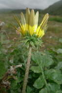 Image of Capeweed