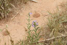 Image of Upright Blue Beardtongue