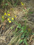 Image of New England hawkweed