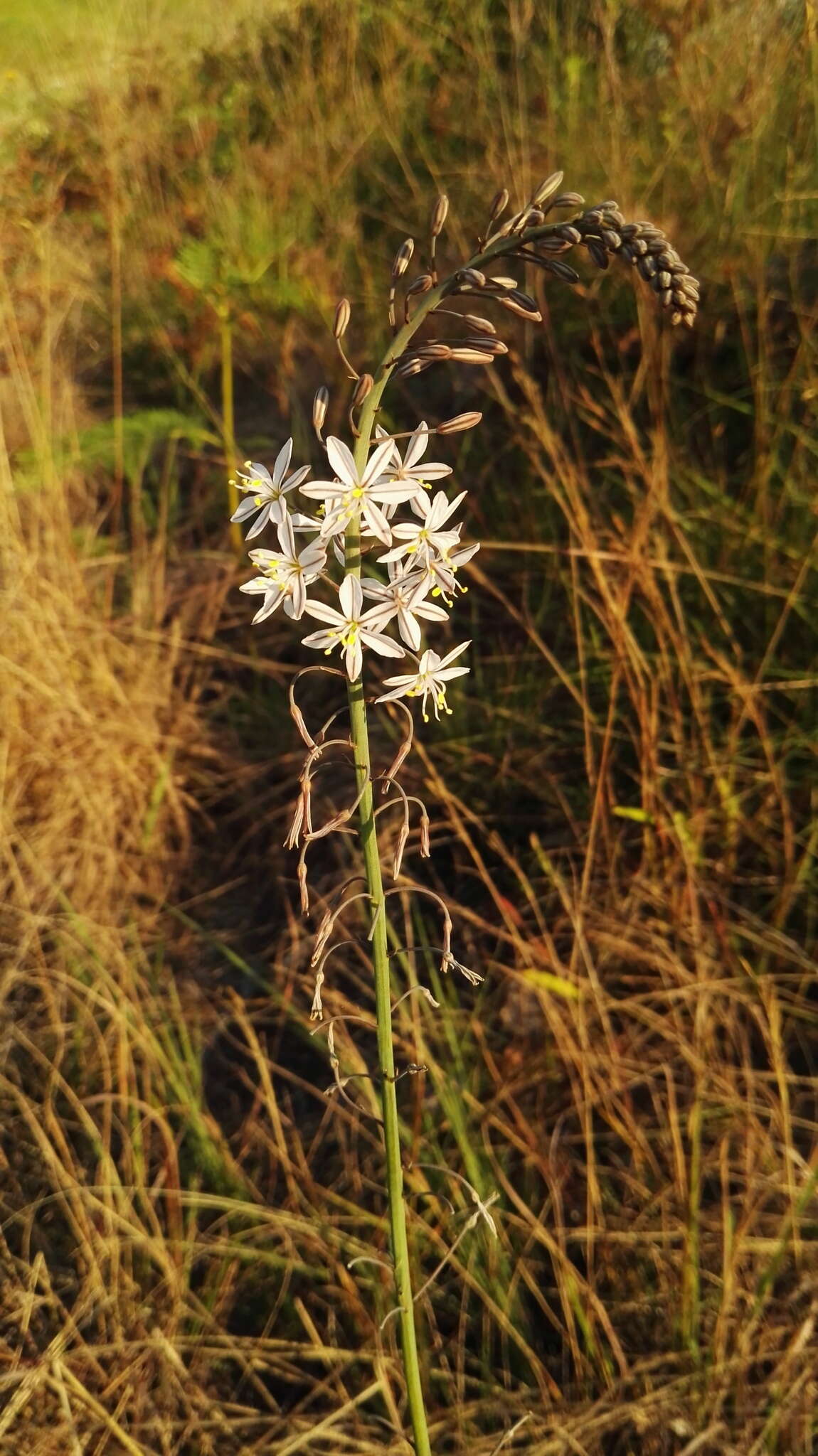 Слика од Trachyandra asperata Kunth