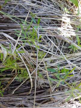 Image of bulblet-bearing water hemlock