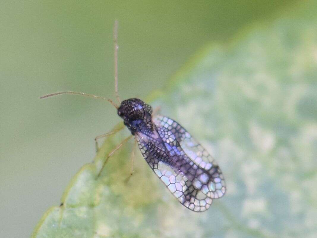 Image of Andromeda Lace Bug