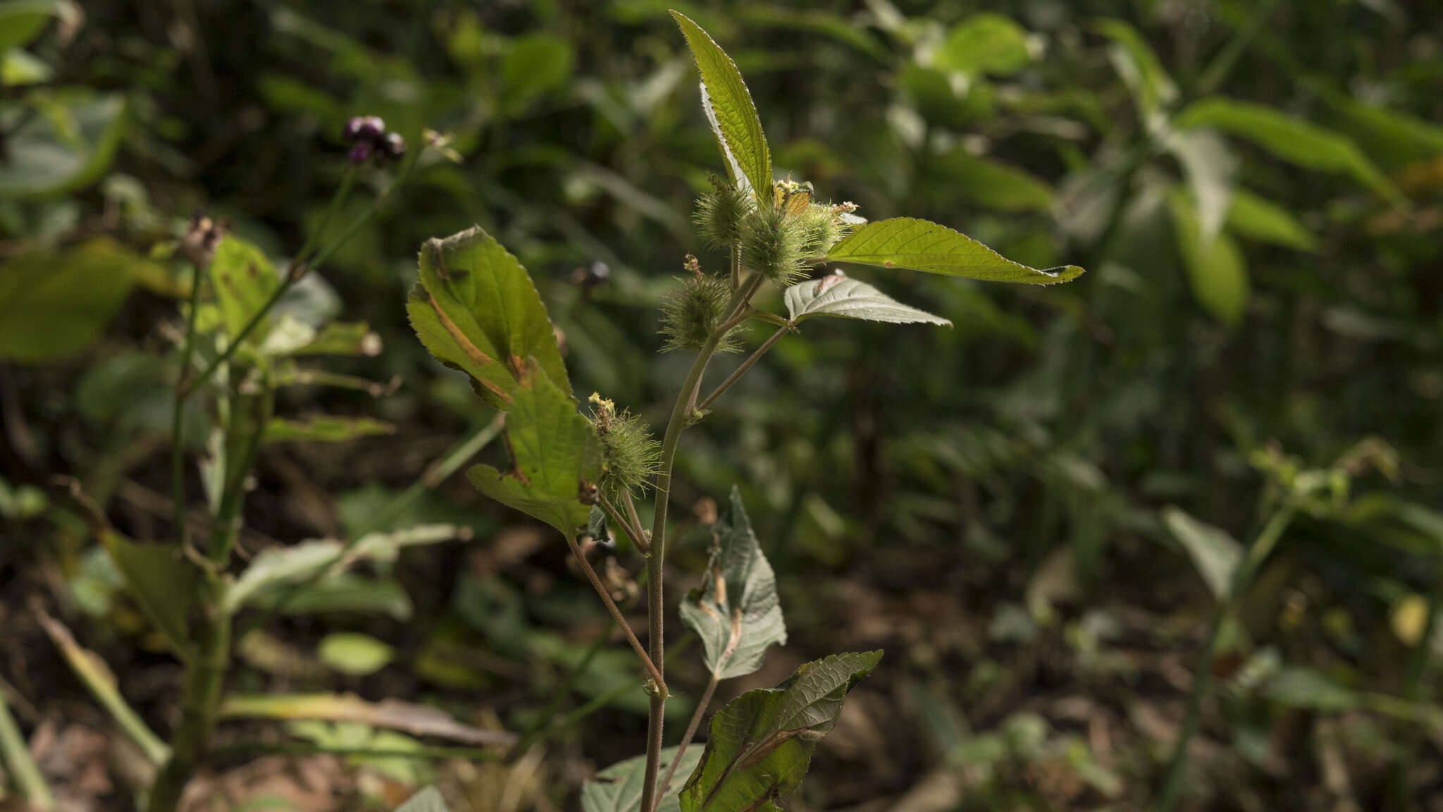 Image de Acalypha alopecuroidea Jacq.