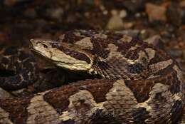 Image of Picado's Pit Viper