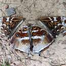 صورة Morpho cisseis Felder 1860