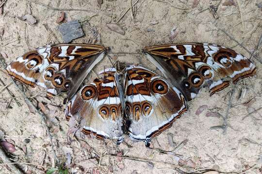 صورة Morpho cisseis Felder 1860