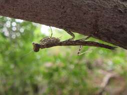 Image of Ciulfina biseriata Westwood 1889