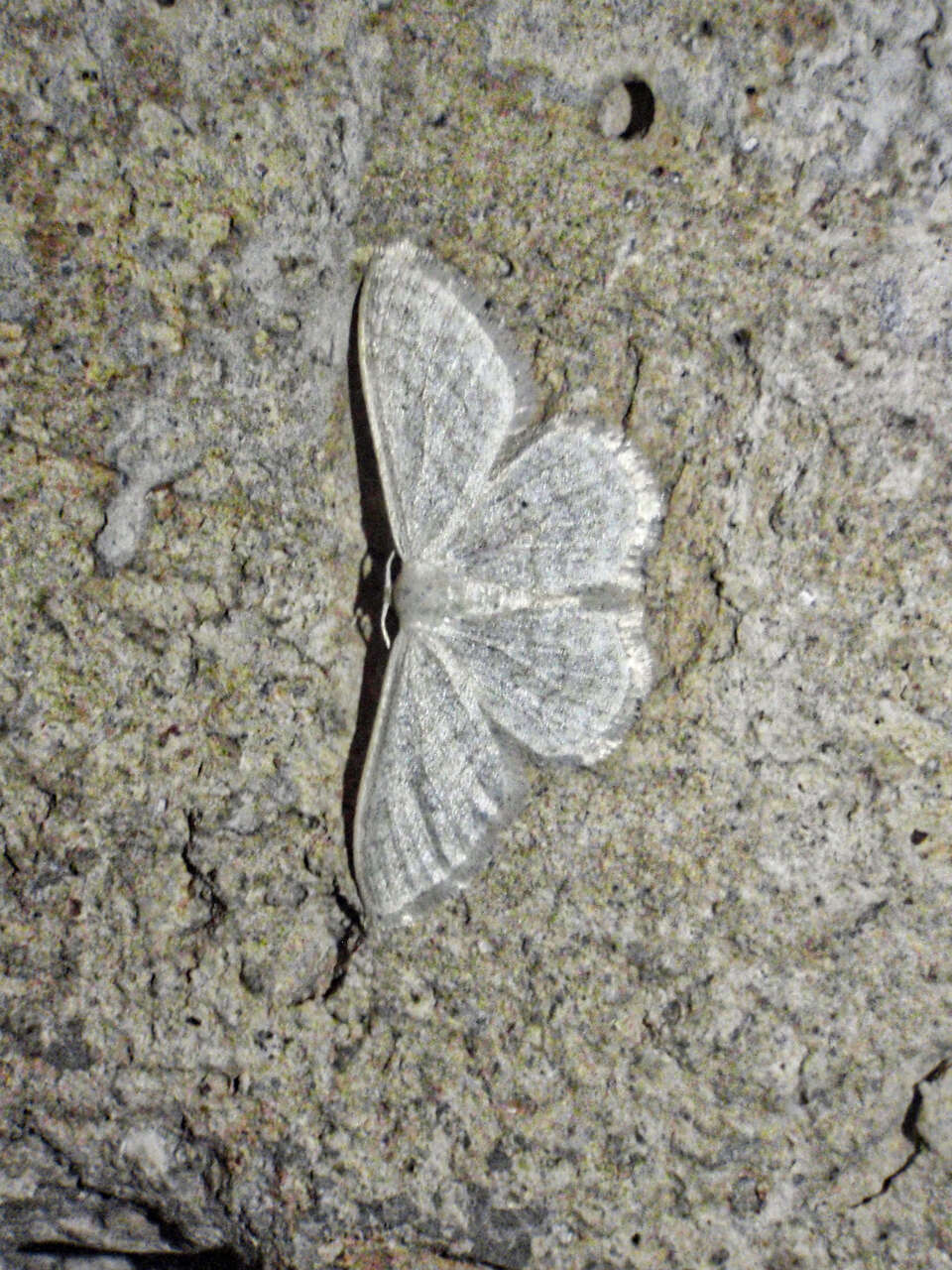 Imagem de Idaea subsericeata Haworth 1809