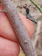 Plancia ëd Cornus asperifolia Michx.