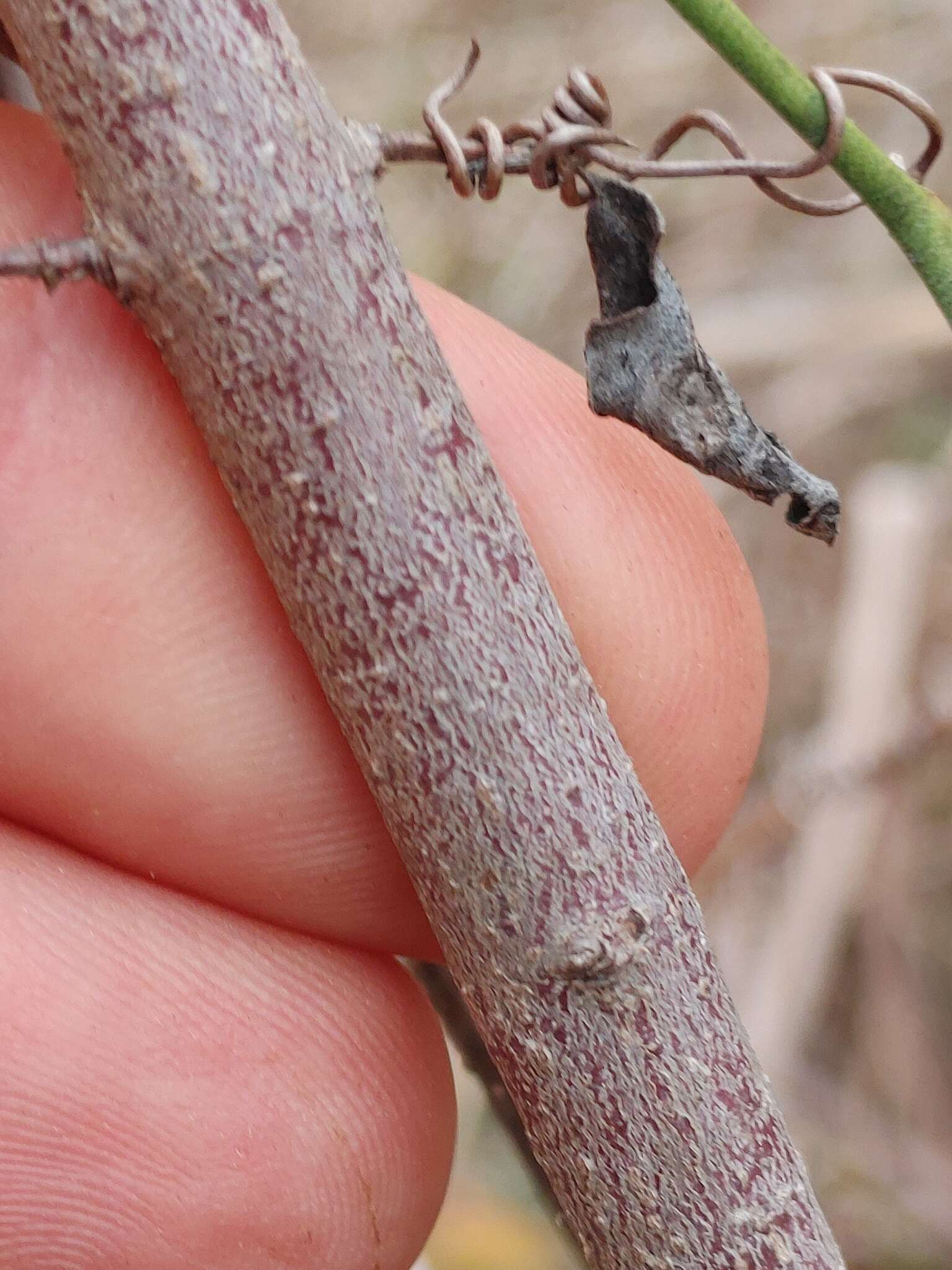 Plancia ëd Cornus asperifolia Michx.