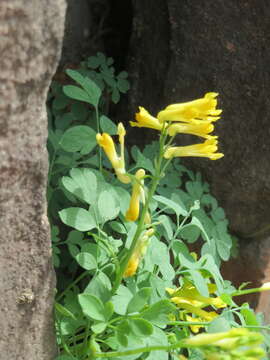 Image of yellow corydalis