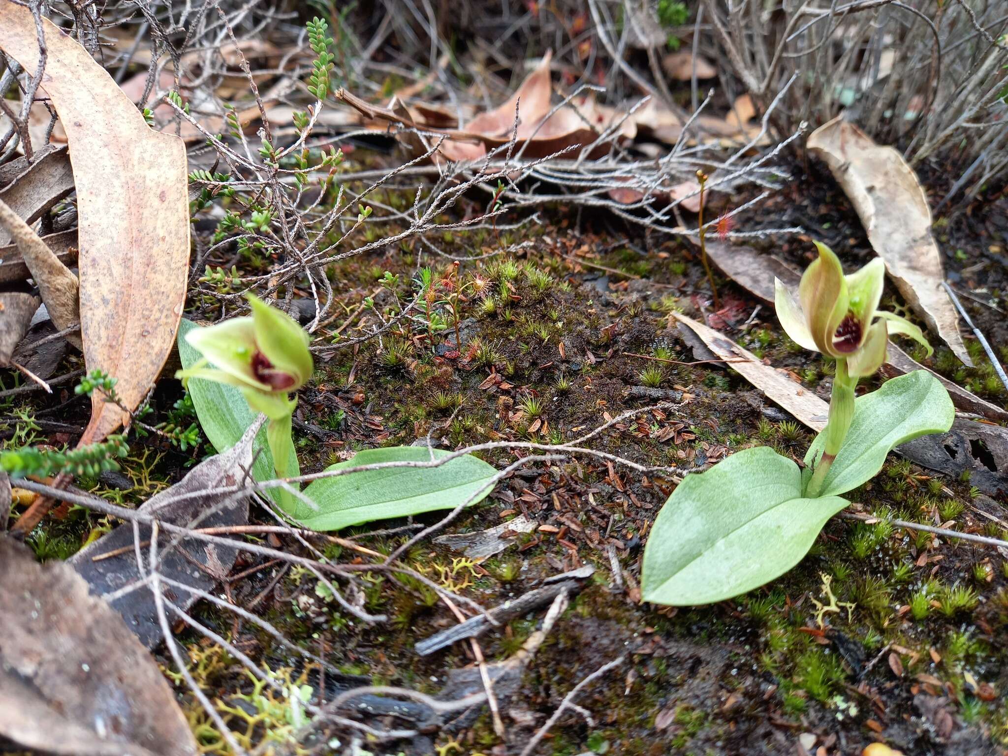 Image of Chiloglottis chlorantha D. L. Jones