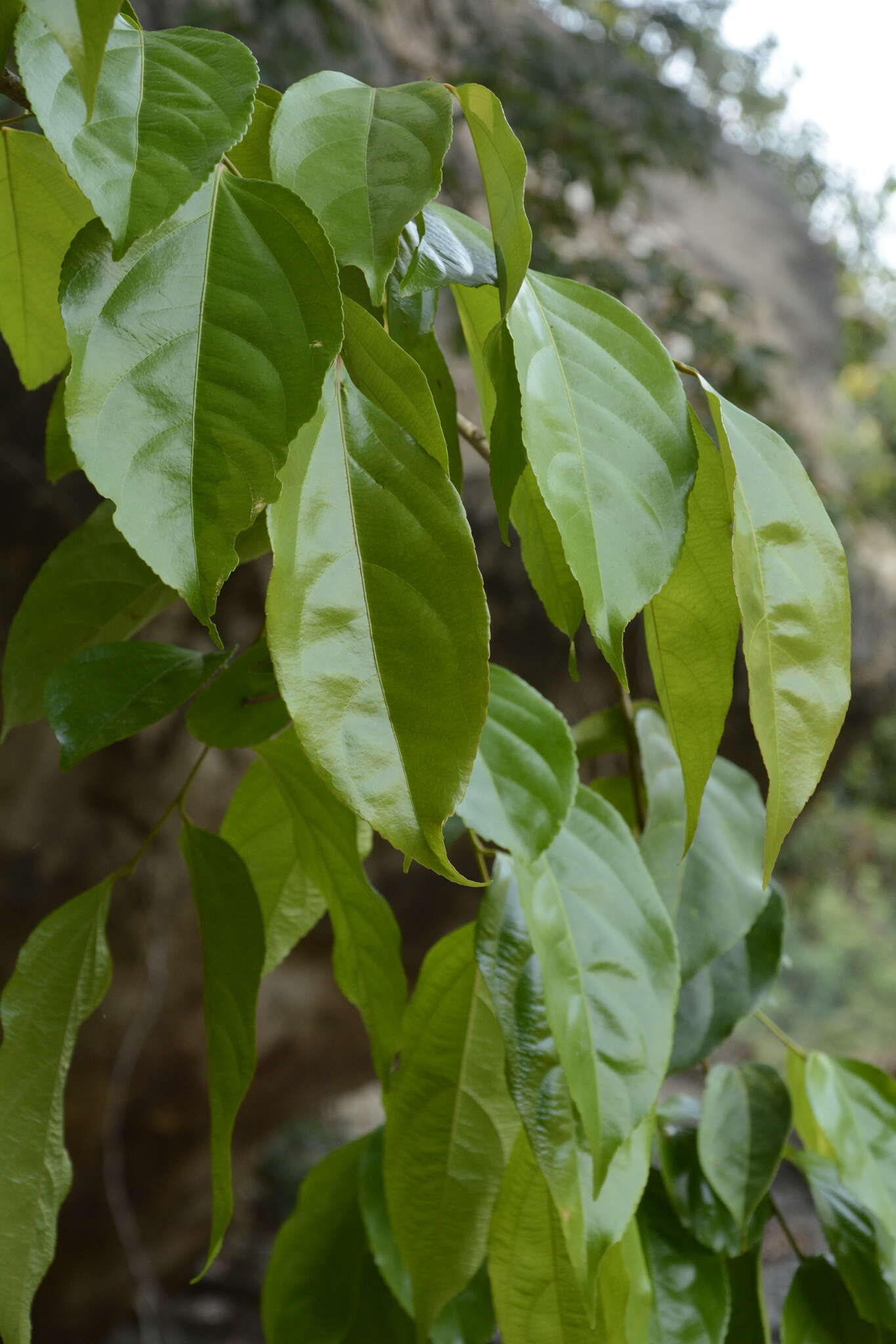 Image of Flacourtia montana J. Grah.