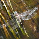 Image of Alpine Darner