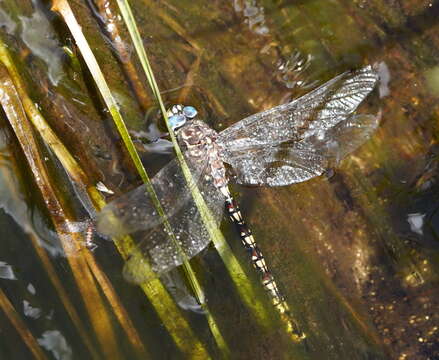 Image of Alpine Darner