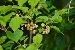 Image of Actinidia rufa (Sieb. & Zucc.) Planch. ex Miq.