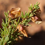 Image of Aspalathus arida subsp. procumbens (E. Mey.) R. Dahlgren