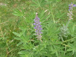 Image of Lupinus albescens Hook. & Arn.