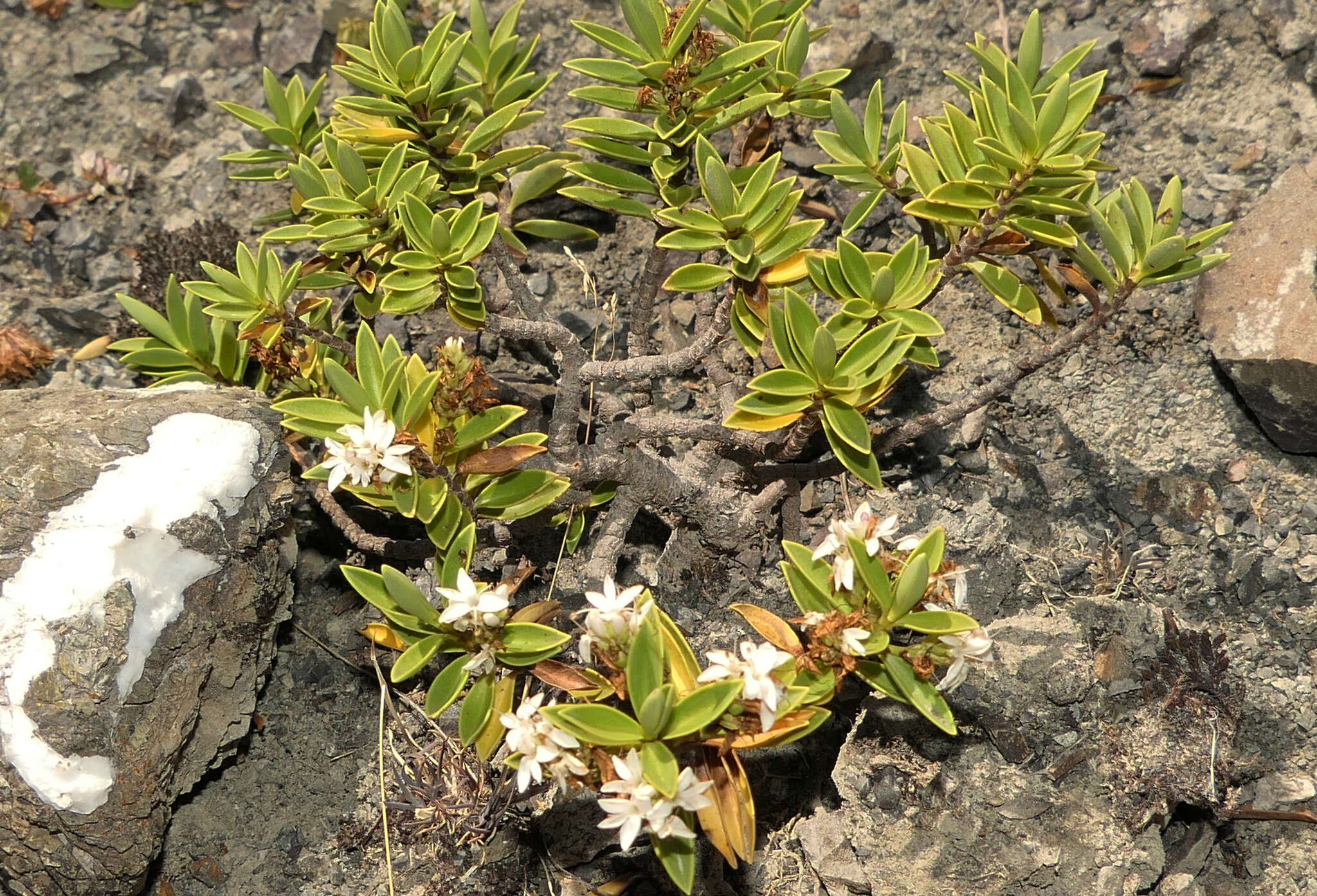 Image of Veronica rupicola Cheesem.