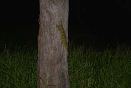 Image of New Caledonia Giant Gecko