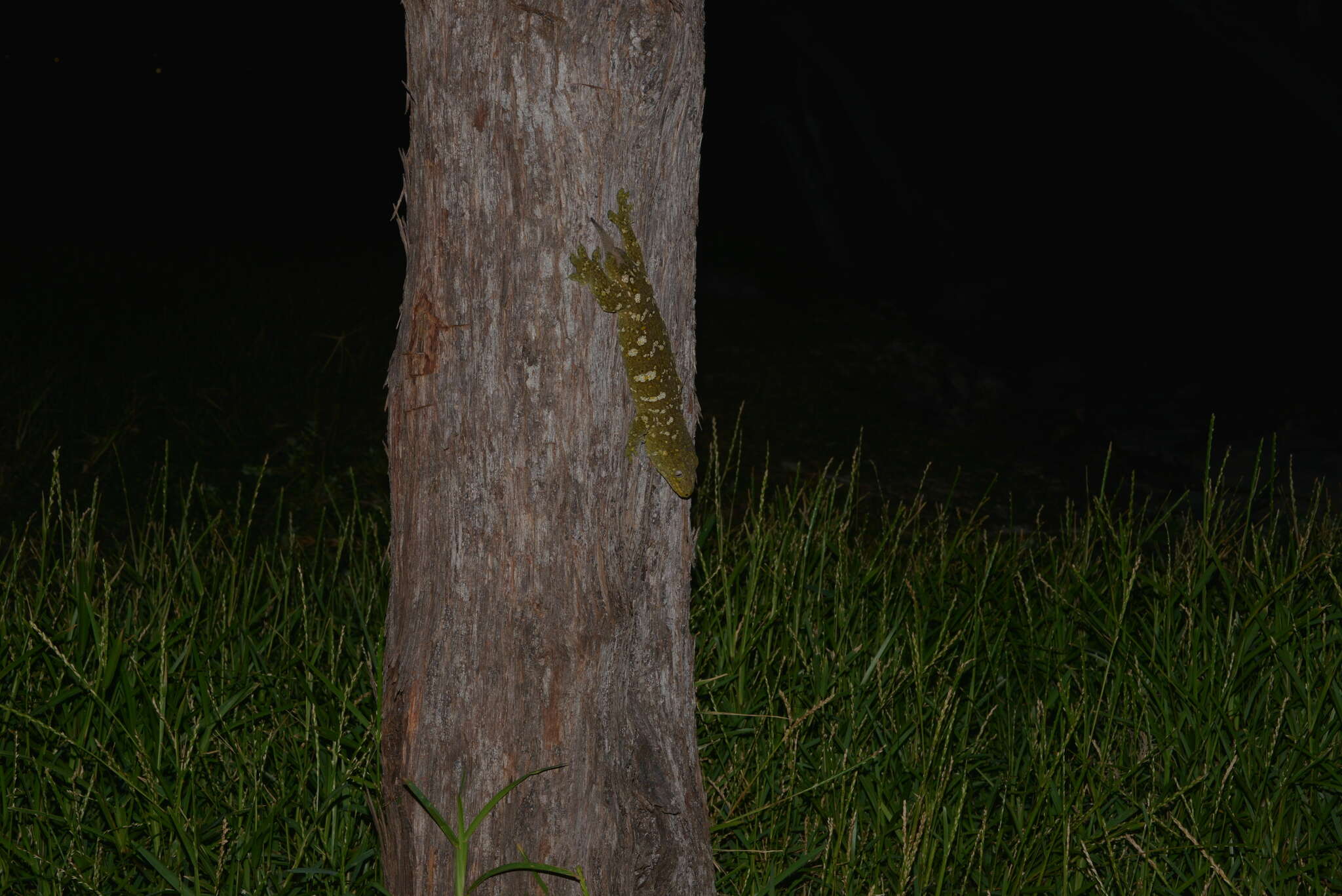 Image of New Caledonia Giant Gecko