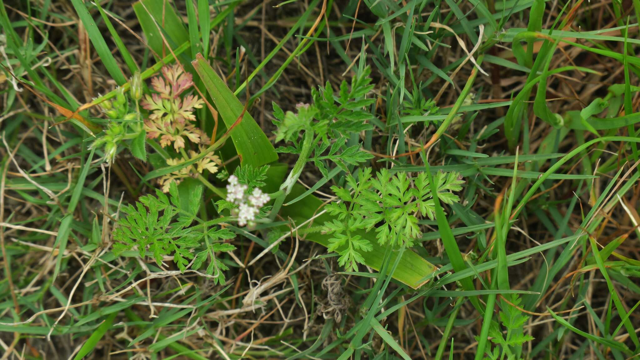 Image of spreading hedgeparsley