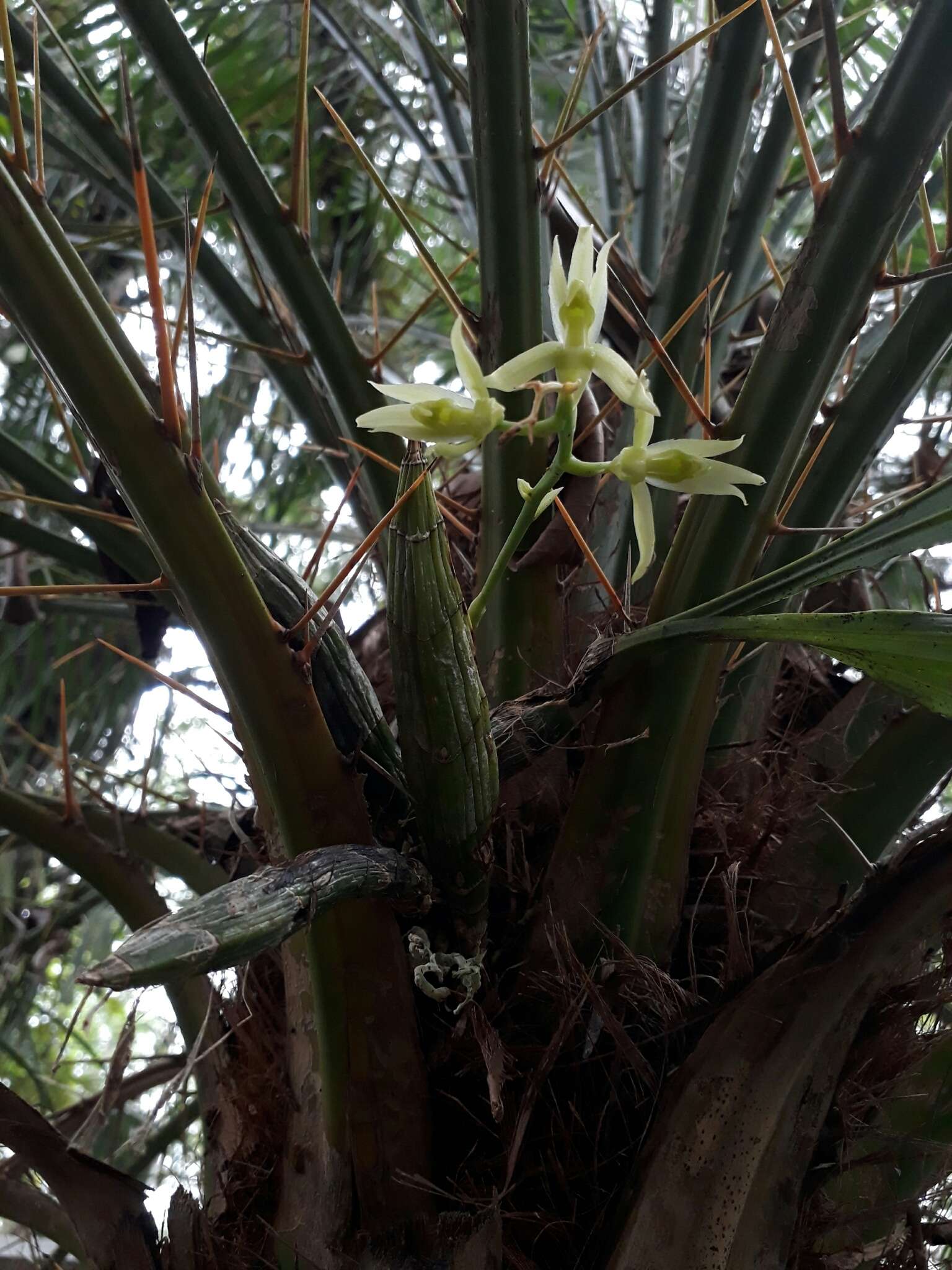 Image de Catasetum rectangulare G. F. Carr