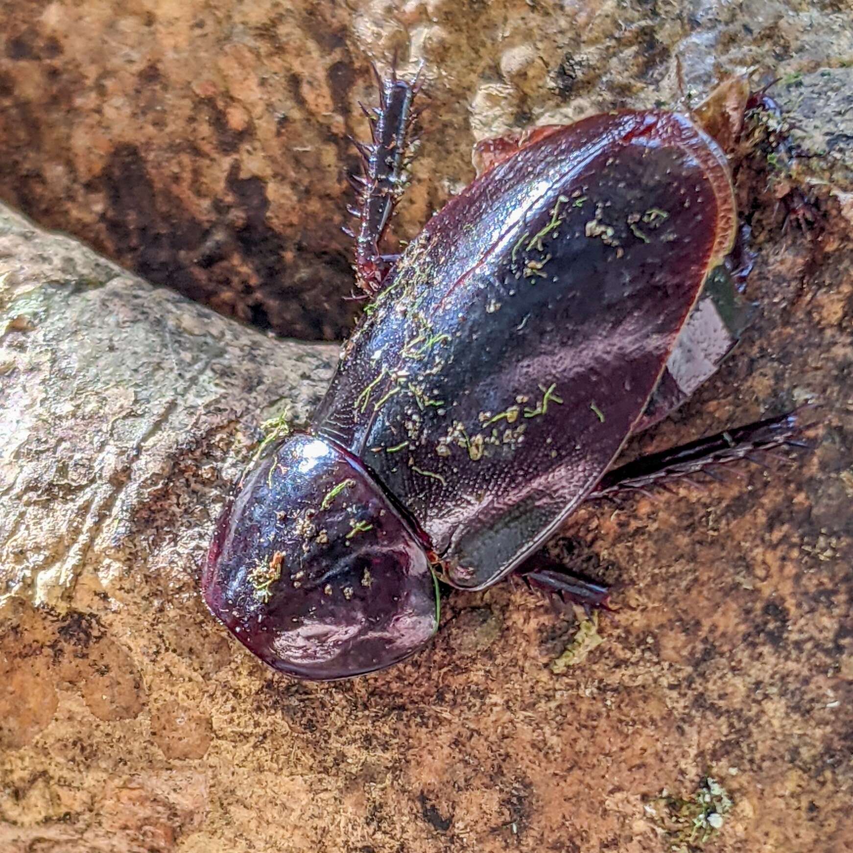 Imagem de Pelmatosilpha rotundata Scudder 1900