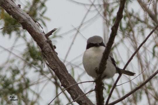 Image of Loggerhead Shrike