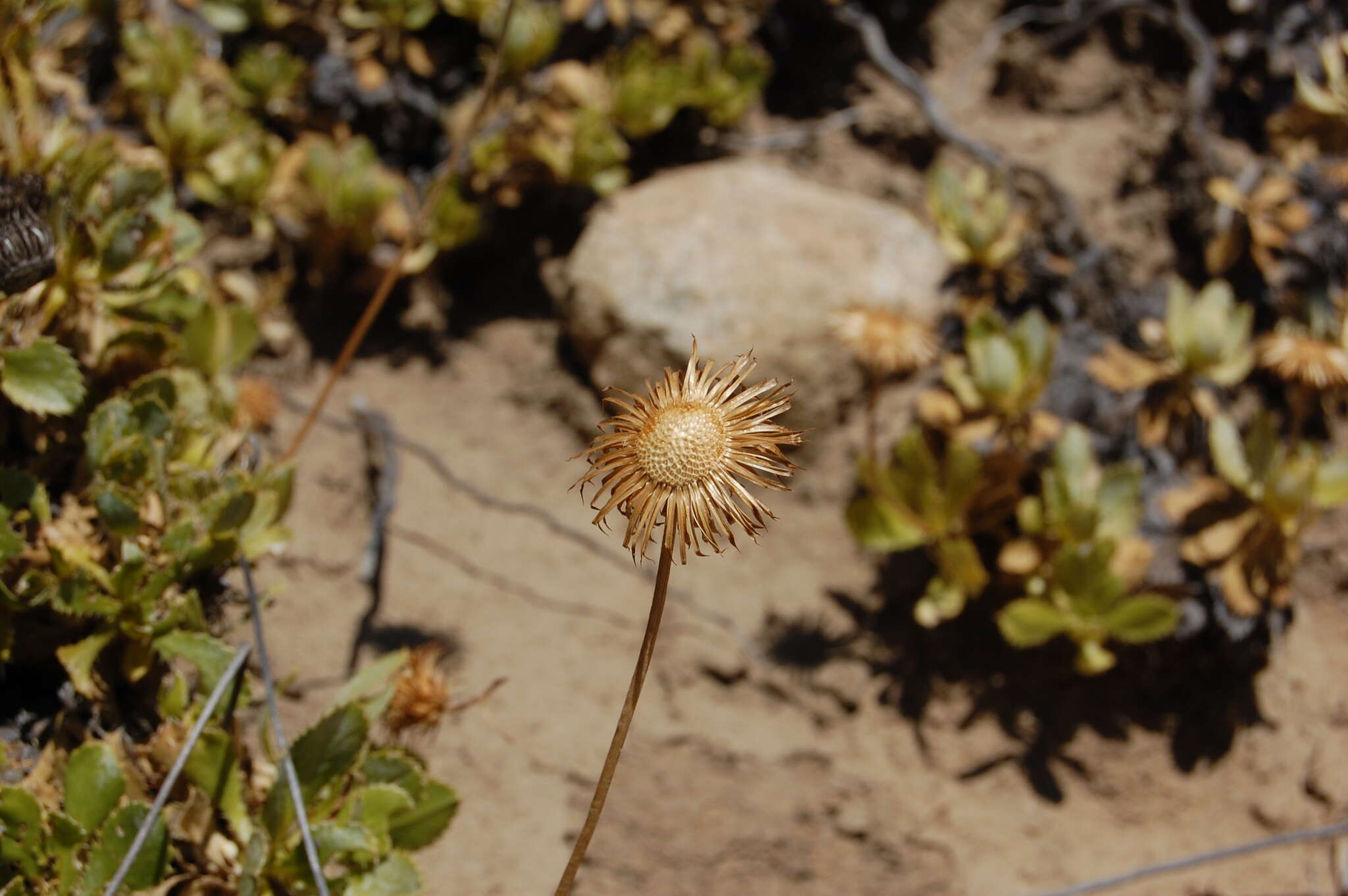 Image of Haplopappus macrocephalus (Poepp. ex Less.) DC.