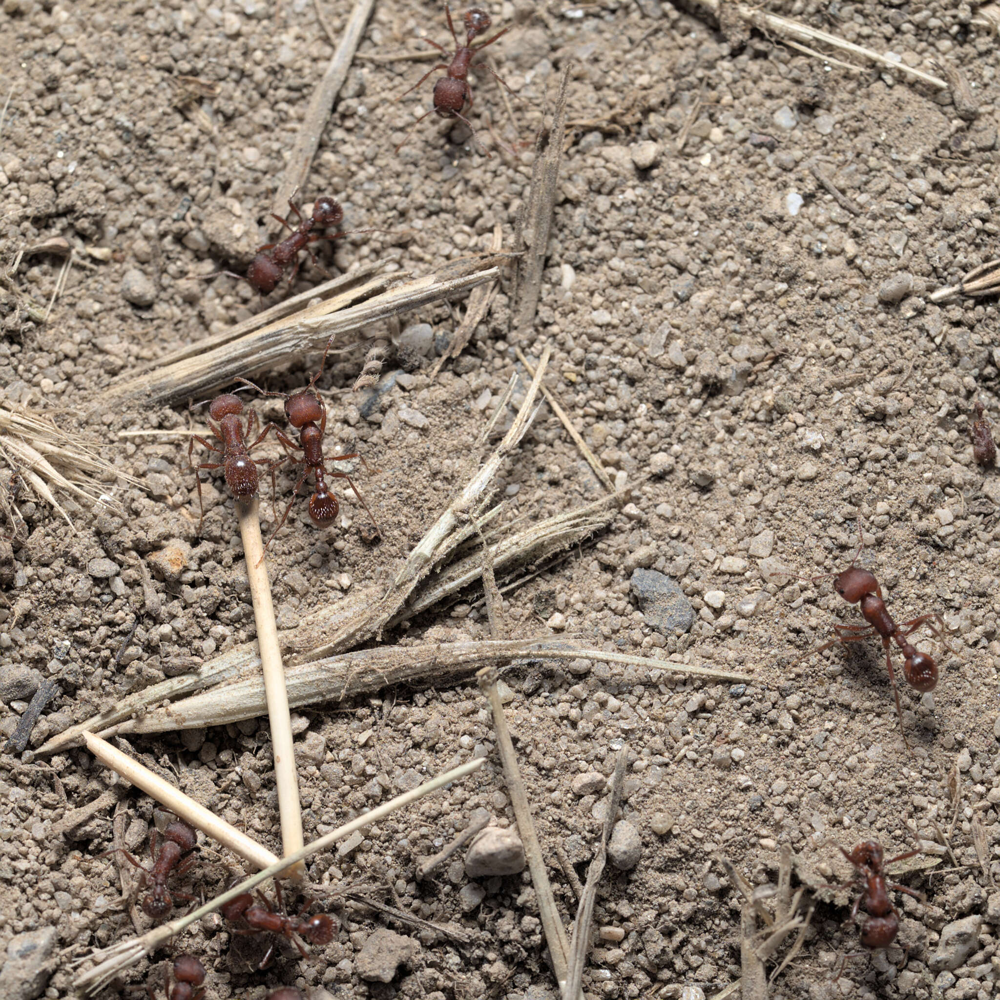 Image de Pogonomyrmex salinus Olsen 1934